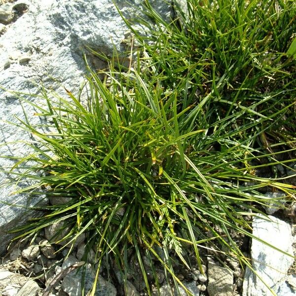 Carex capillaris Habit