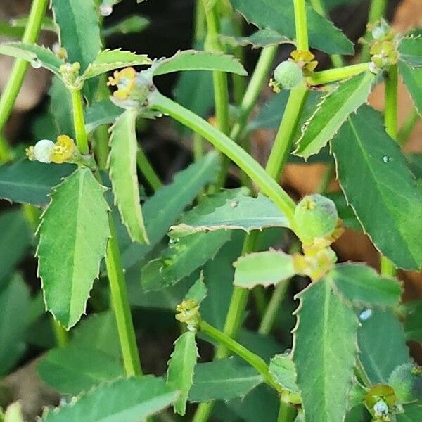 Euphorbia crotonoides Плод
