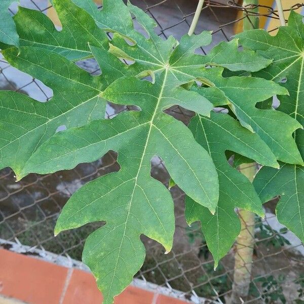 Carica papaya পাতা