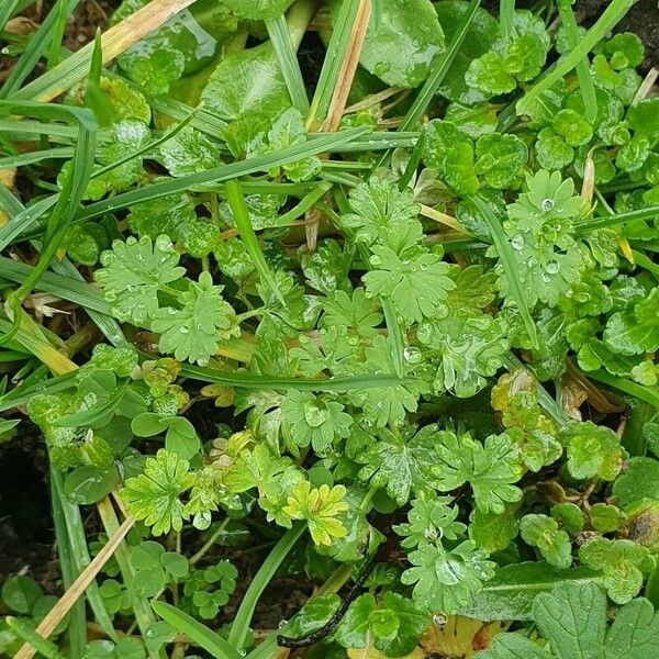 Alchemilla australis Leaf