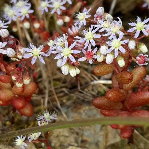 Sedum caeruleum Fleur