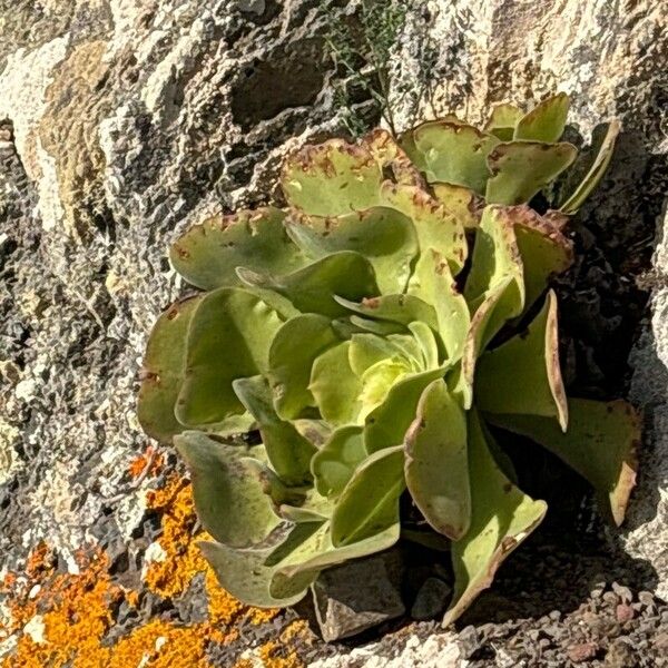 Aeonium canariense Frunză