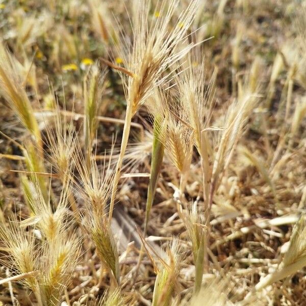 Hordeum marinum Vrucht