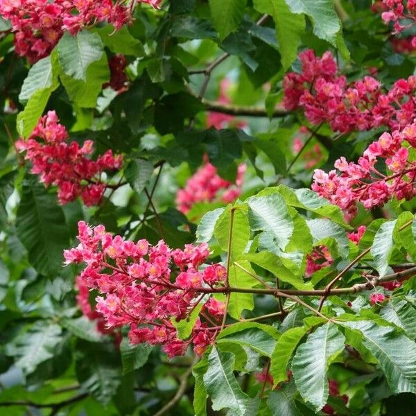 Aesculus × carnea Sonstige