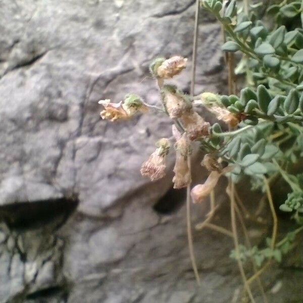 Chaenorrhinum villosum Flor