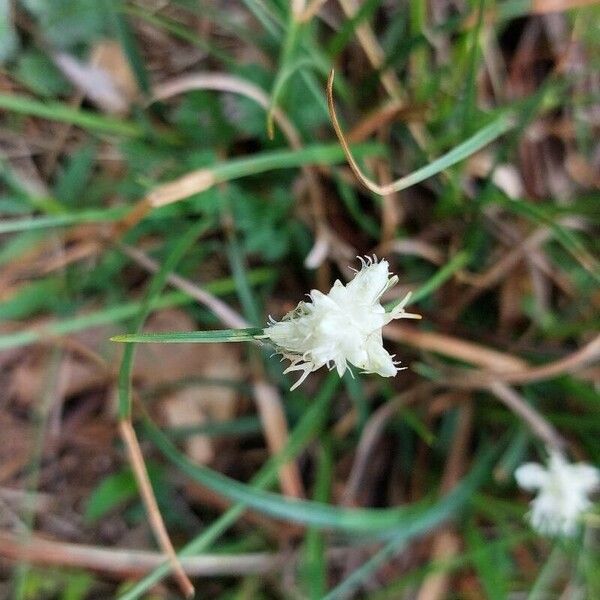 Carex baldensis Fleur