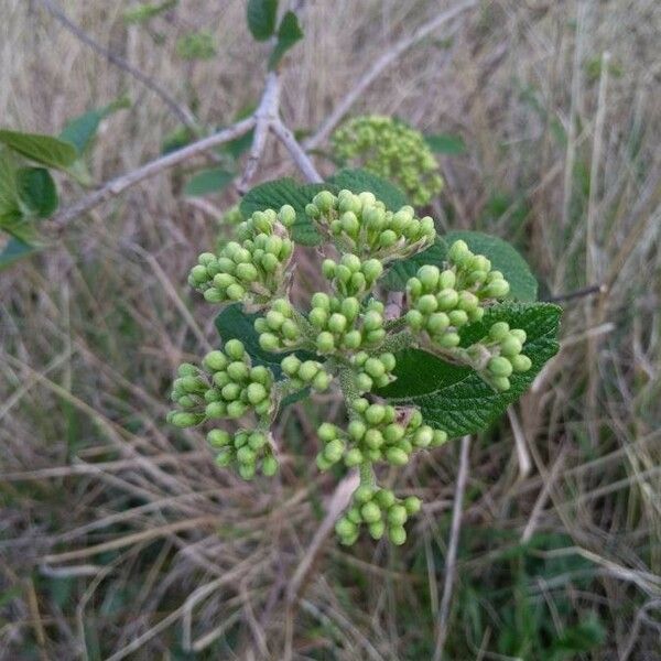 Viburnum lantana Çiçek