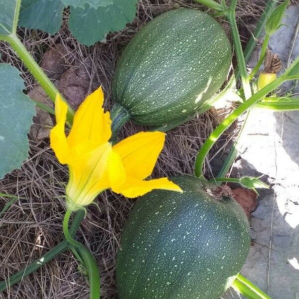 Cucurbita pepo Blomma