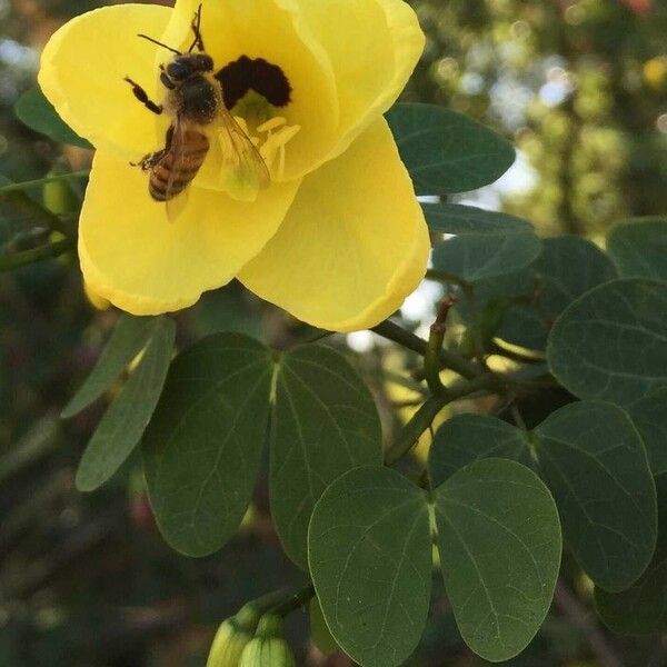 Bauhinia tomentosa Flor