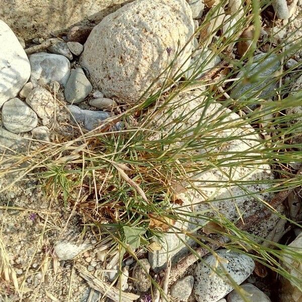 Dianthus scaber Leht