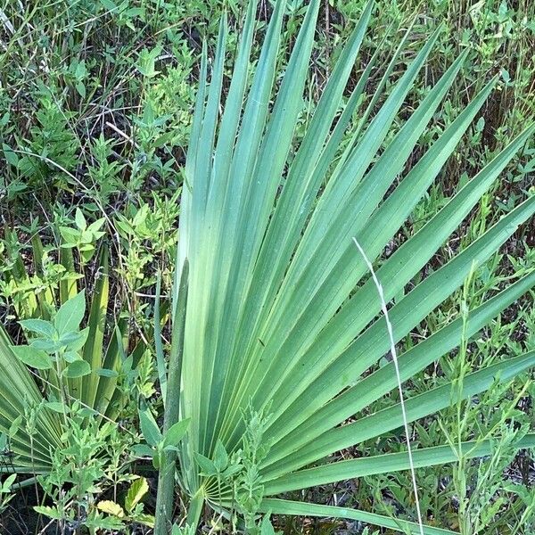 Sabal mexicana पत्ता