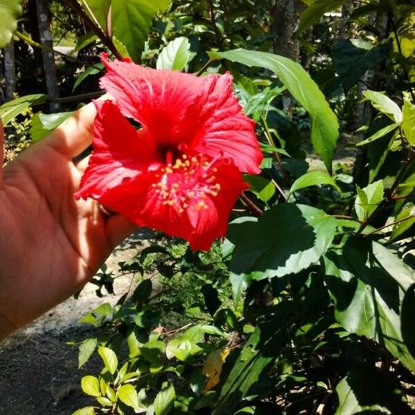 Hibiscus schizopetalus Vrucht