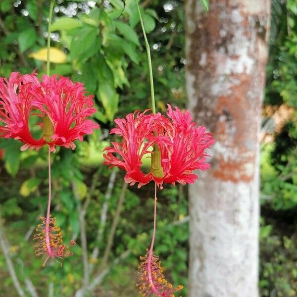 Hibiscus schizopetalus Λουλούδι