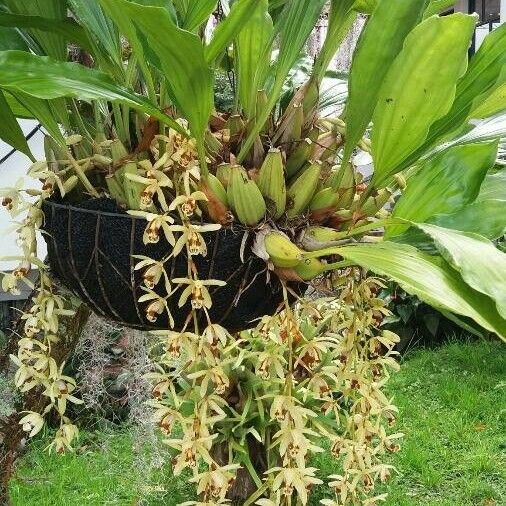 Coelogyne pandurata Blomst