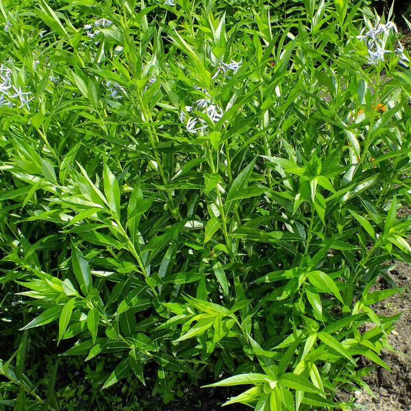 Amsonia tabernaemontana Habit