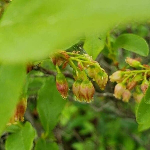 Vaccinium pallidum Flor