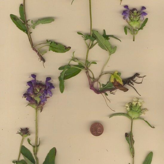 Prunella × bicolor Агульны выгляд