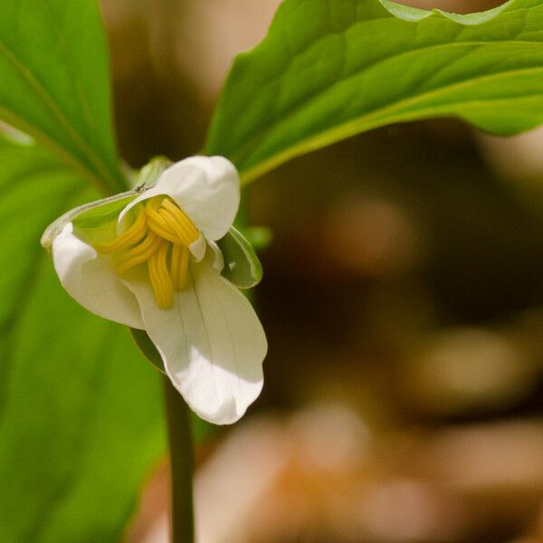 Trillium catesbaei Kvet