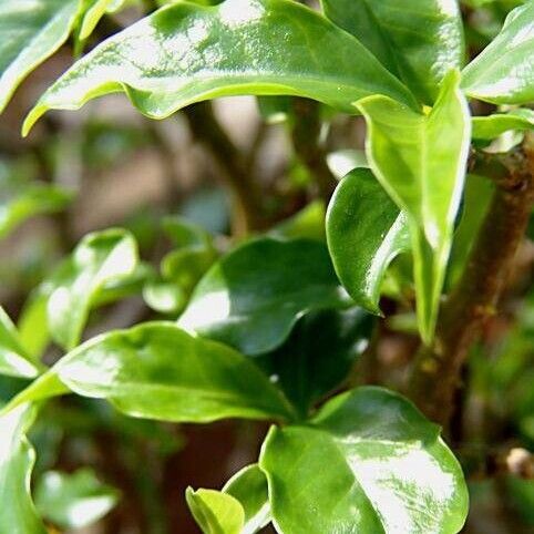 Pereskia aculeata Leaf