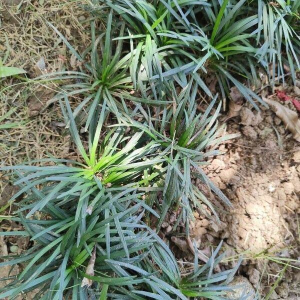 Ophiopogon japonicus Листок