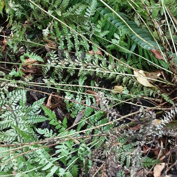 Dryopteris dilatata 葉