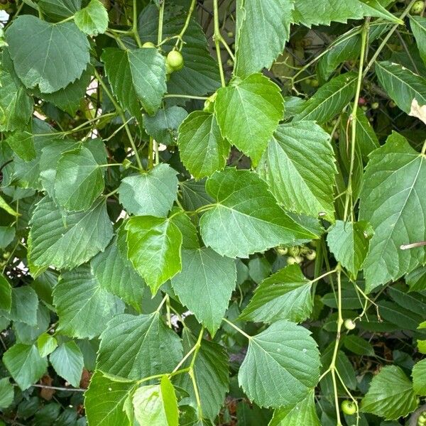 Ampelopsis cordata Leaf