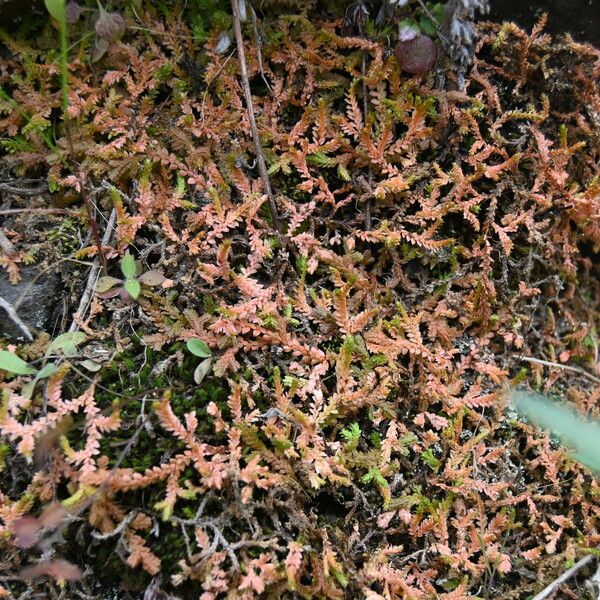 Selaginella denticulata Deilen