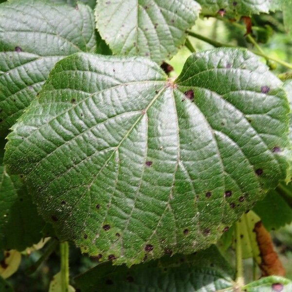 Tilia platyphyllos Frunză