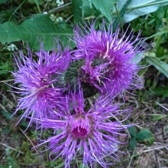 Cirsium vulgare Lorea