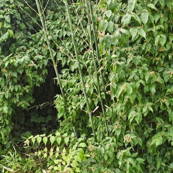 Phyllostachys nigra Leaf