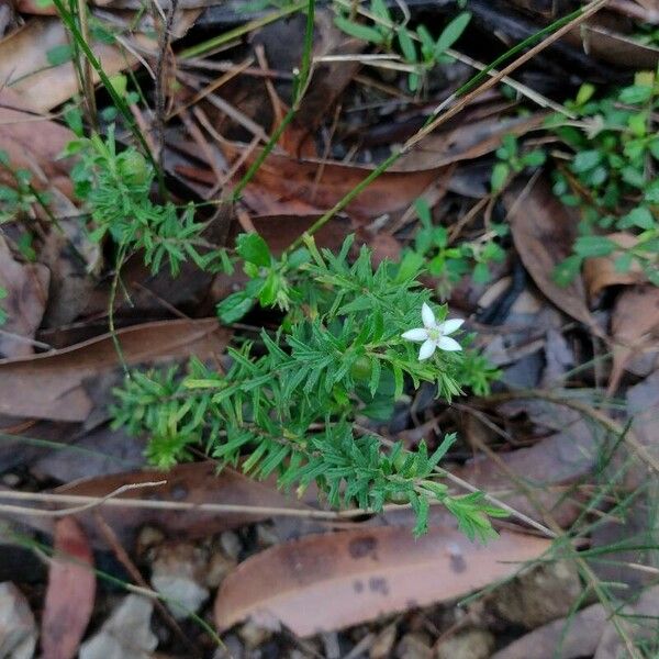 Rhytidosporum procumbens Habitat