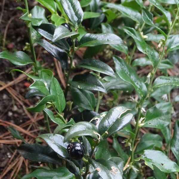 Sarcococca confusa Frunză