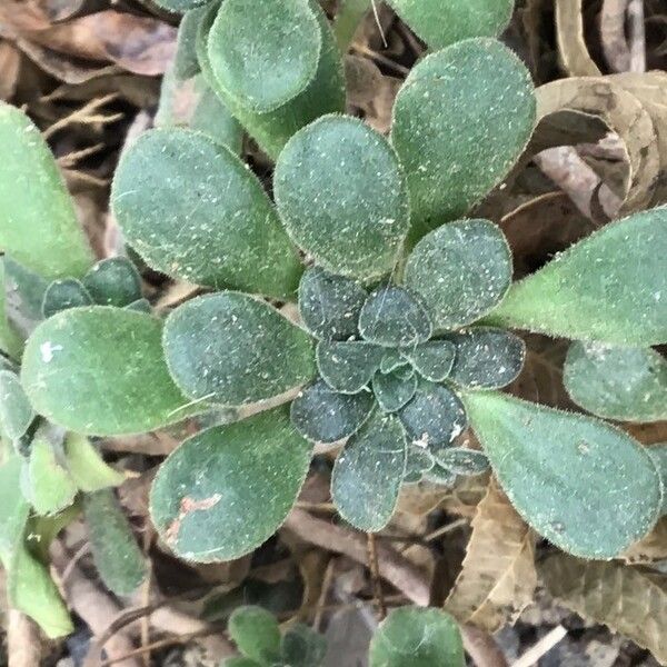 Aeonium lindleyi List