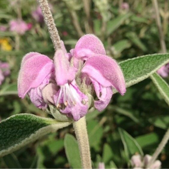 Phlomis purpurea Blüte