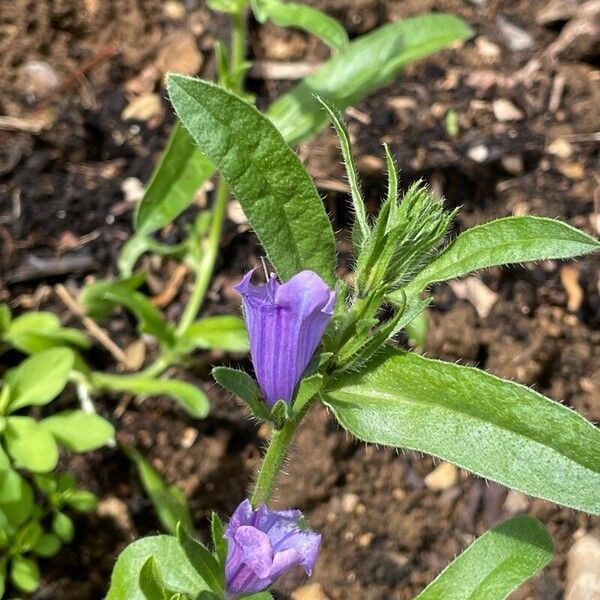 Echium plantagineum Λουλούδι