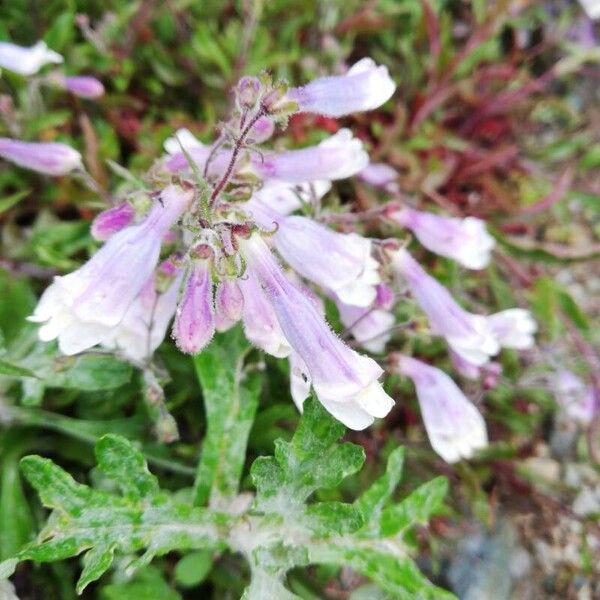 Penstemon hirsutus Flor