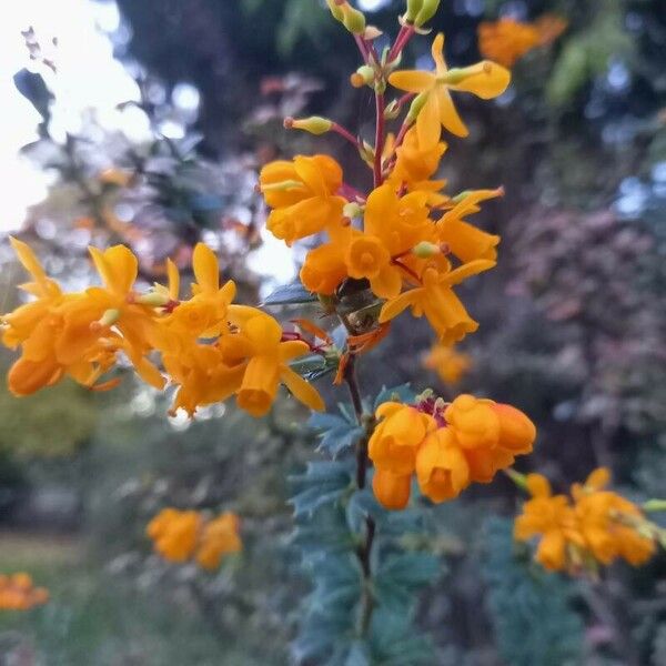 Berberis darwinii Blomma