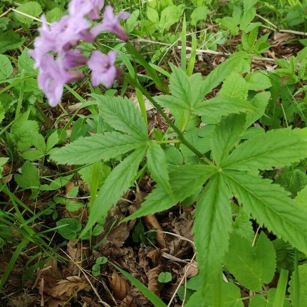 Cardamine pentaphyllos Õis