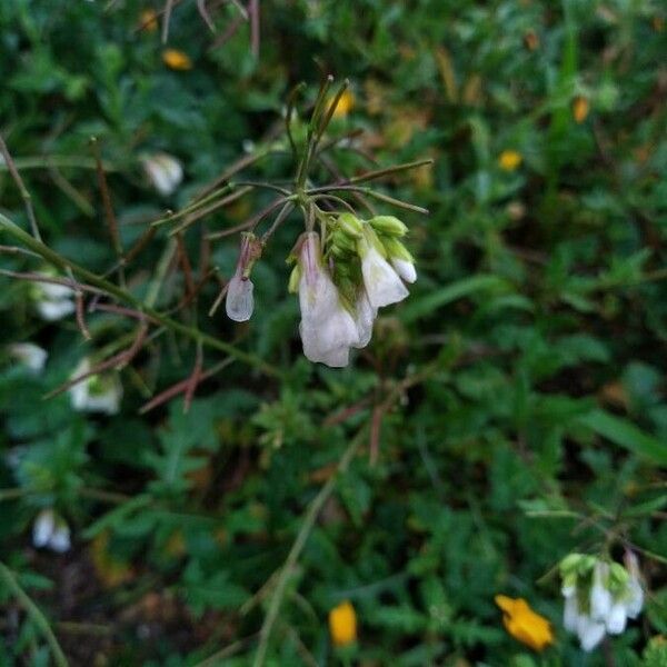 Diplotaxis erucoides Flower