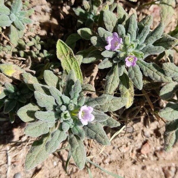 Nama jamaicensis (Jamaicanweed)
