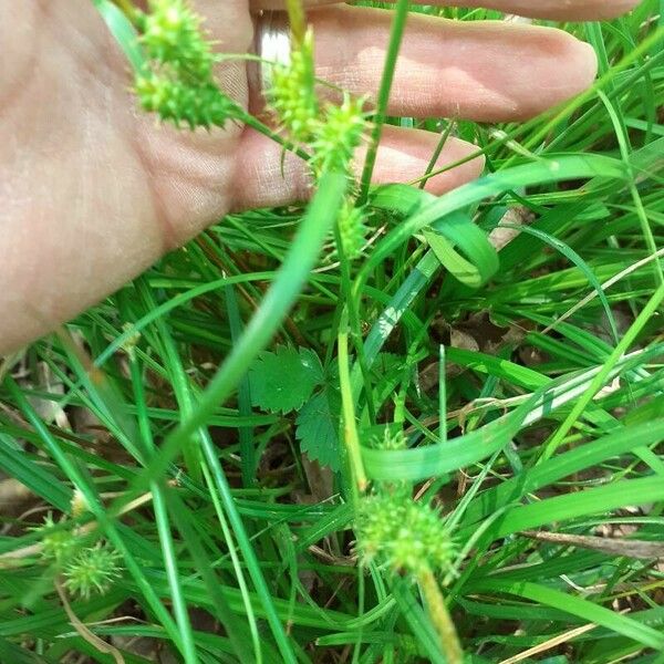 Carex oederi 花