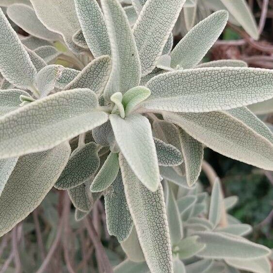 Phlomis purpurea Foglia