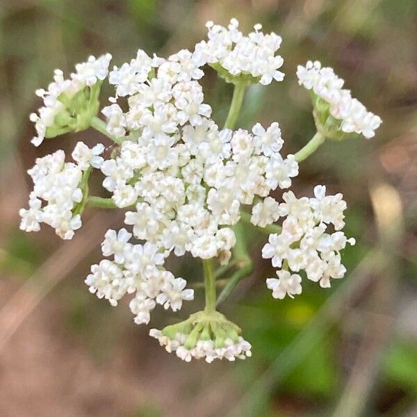 Seseli montanum Flower