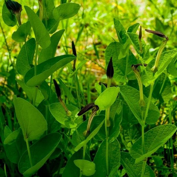 Aristolochia rotunda Habitus