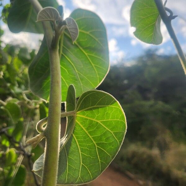 Ipomoea spathulata Лист