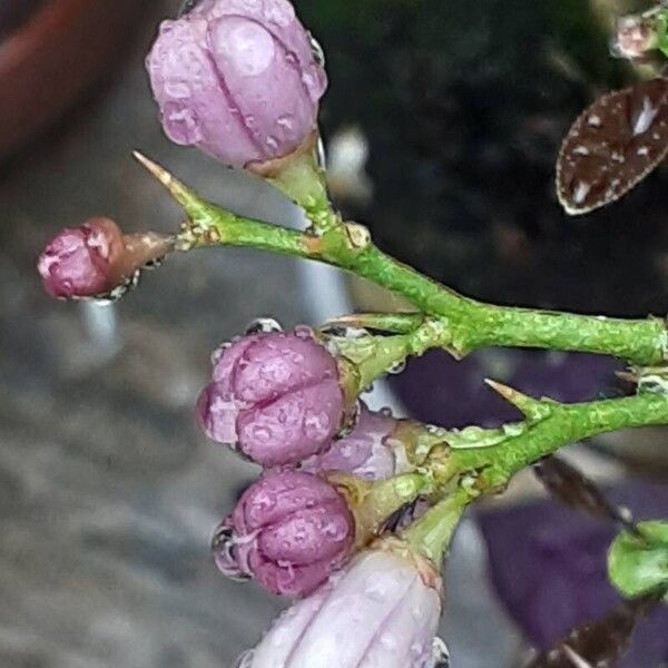 Citrus japonica Квітка