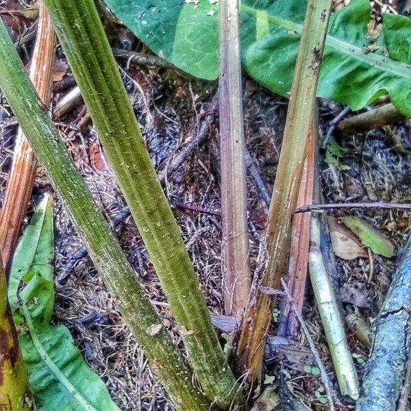 Rumex hydrolapathum Kabuk