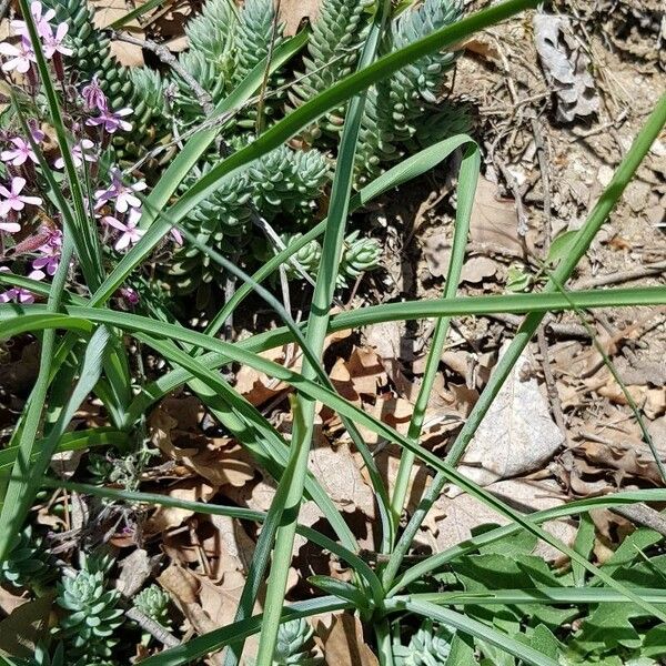 Anthericum liliago Листок