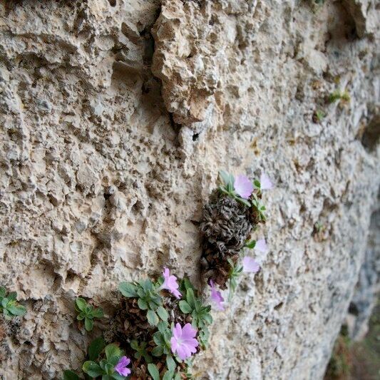 Primula allionii Συνήθη χαρακτηριστικά