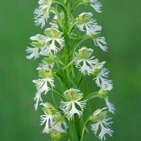 Platanthera leucophaea ᱵᱟᱦᱟ